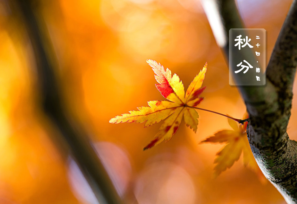 二十四节气：秋分｜秋高气爽，丹桂飘香