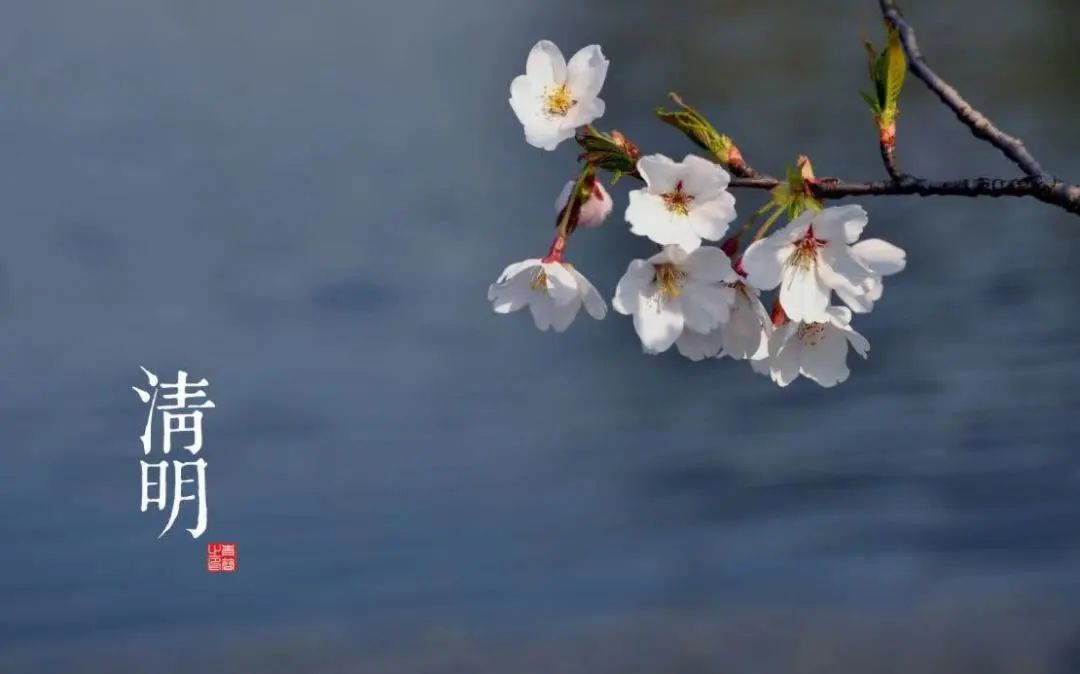 二十四节气 | 清明：桐花紫，杨柳青