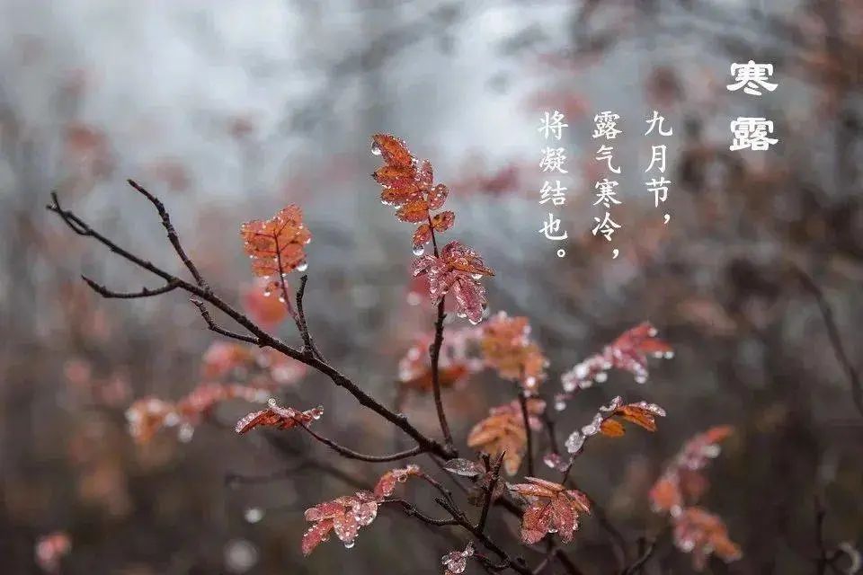 二十四节气 | 寒露：露气寒冷，将凝结也